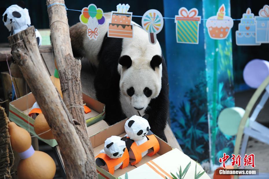 瀋陽森林動物園でパンダの誕生日をお祝い　遼寧省