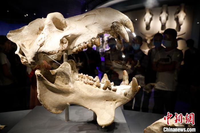 雲南省、アジアで唯一の化石類世界遺産を画期的技術で展示