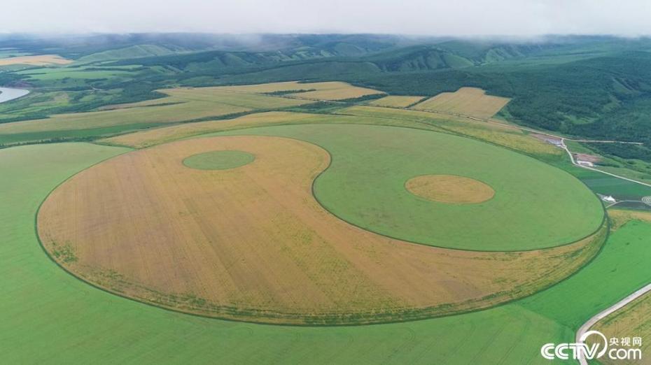 中露国境のオロチ農園に世界最大の「太極図」