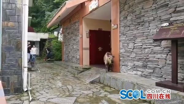 「トイレに行きたいだけですが何か？」 野生のターキンが公衆トイレに　四川省