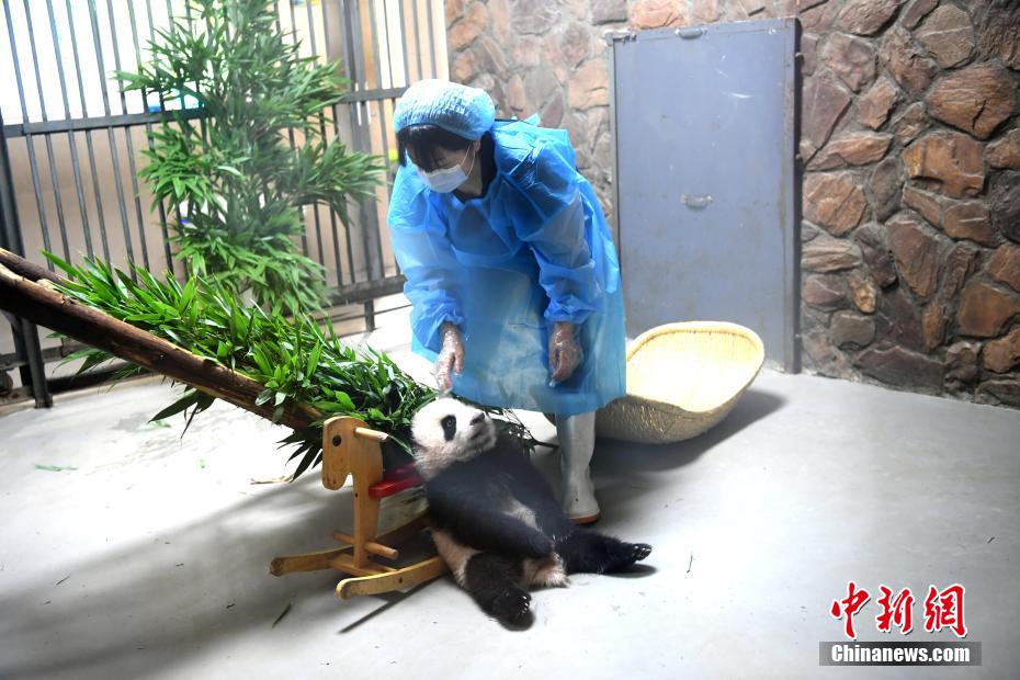赤ちゃんパンダと日本人飼育員との仲良しほっこりシーン　四川省