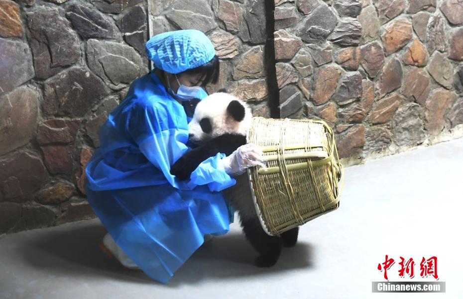 赤ちゃんパンダと日本人飼育員との仲良しほっこりシーン　四川省