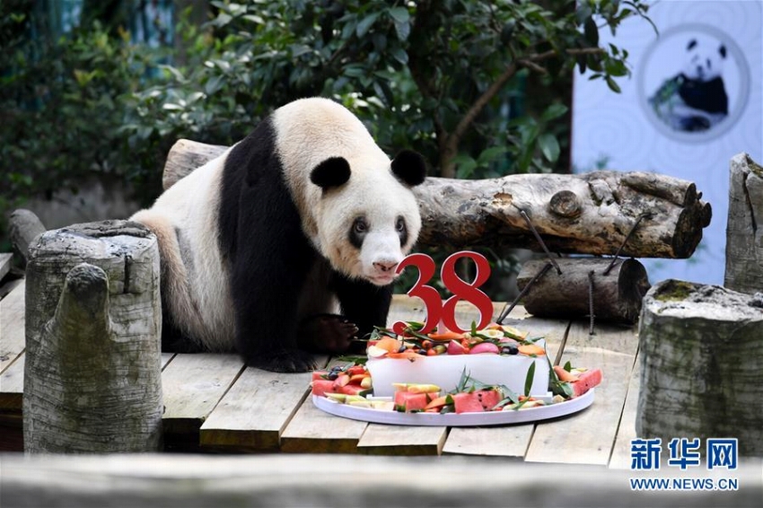 世界最年長のパンダが38歳に、人間なら110-140歳　重慶