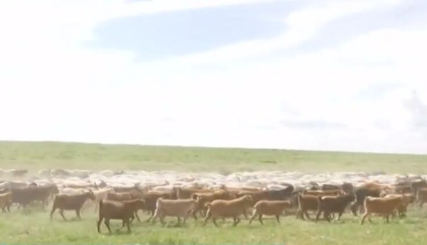モンゴルからの羊3万頭の寄贈先が明確に