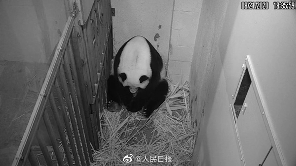 米スミソニアン動物園でパンダの「美香」が赤ちゃん出産
