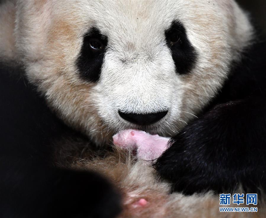 今年初めての秦嶺パンダの赤ちゃん誕生、「四世代同居」が実現　陝西省