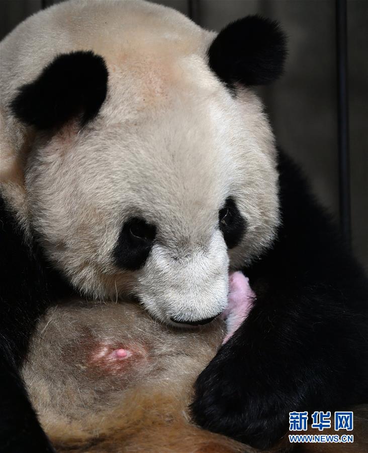 今年初めての秦嶺パンダの赤ちゃん誕生、「四世代同居」が実現　陝西省