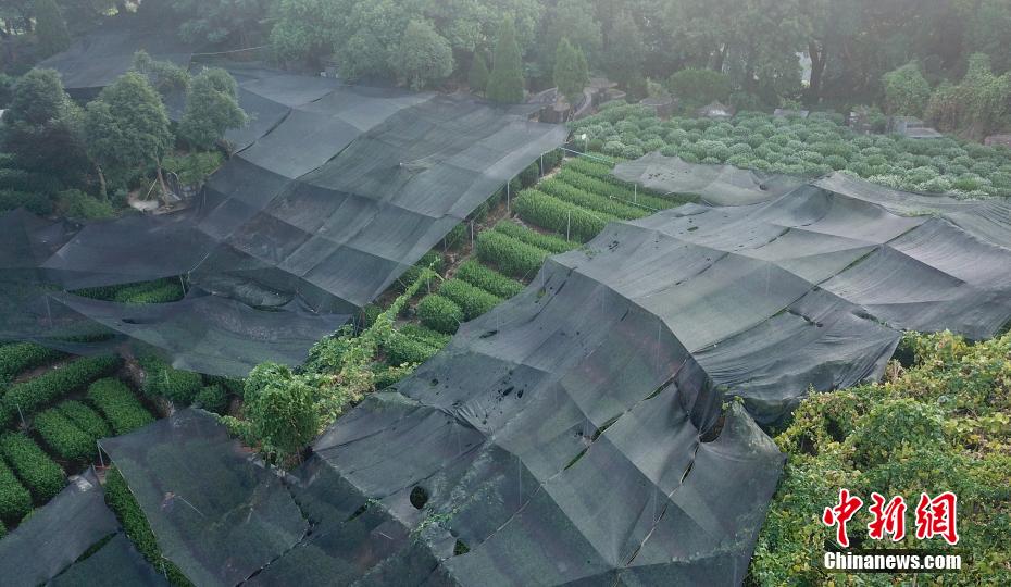 猛暑続く杭州市の茶畑に「日焼け防止」の遮光ネット 浙江省