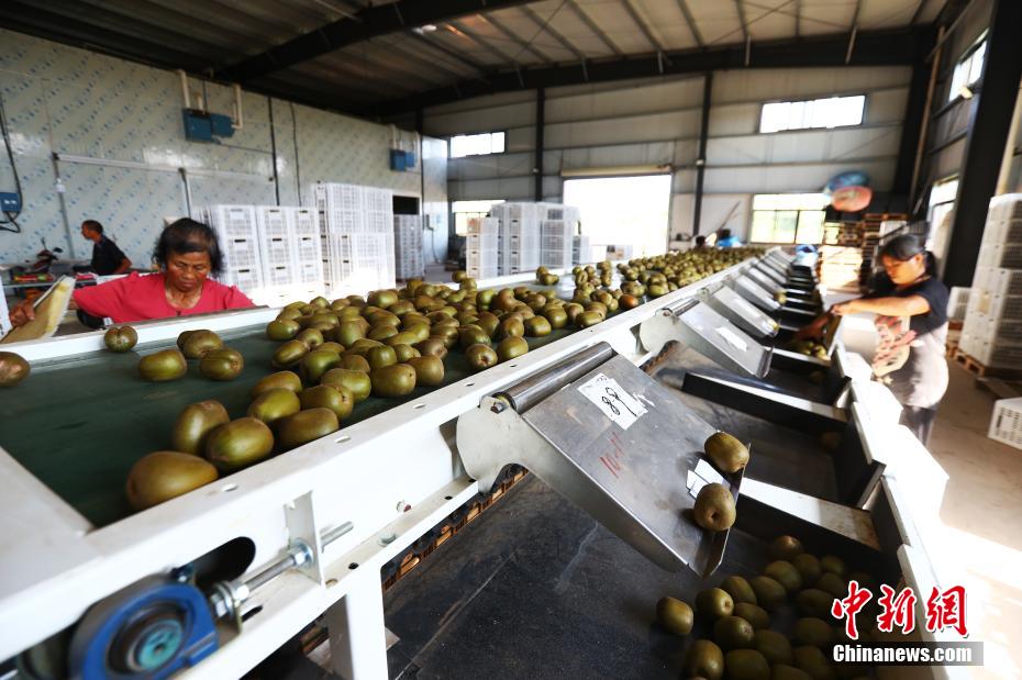 キウイフルーツ栽培が貧困脱却を後押し　江西省奉新