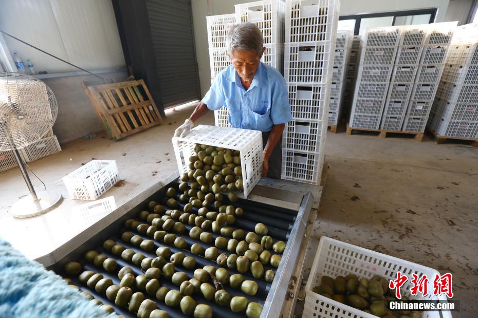 キウイフルーツ栽培が貧困脱却を後押し　江西省奉新
