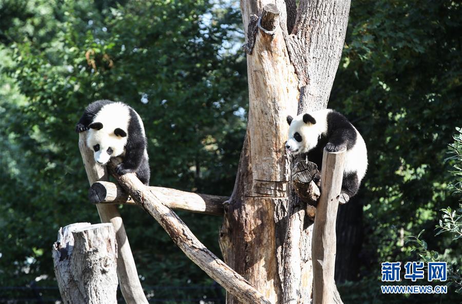 独ベルリン動物園の双子パンダが1歳に！