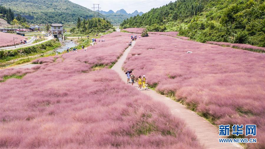 観光客たちを魅了する貴州省に広がる「桃色の海」