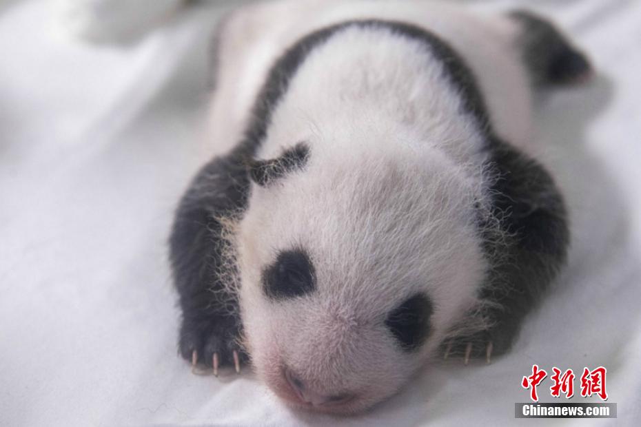 韓国生まれの赤ちゃんパンダ、目のまわり黒くなり体重10倍に　ソウル