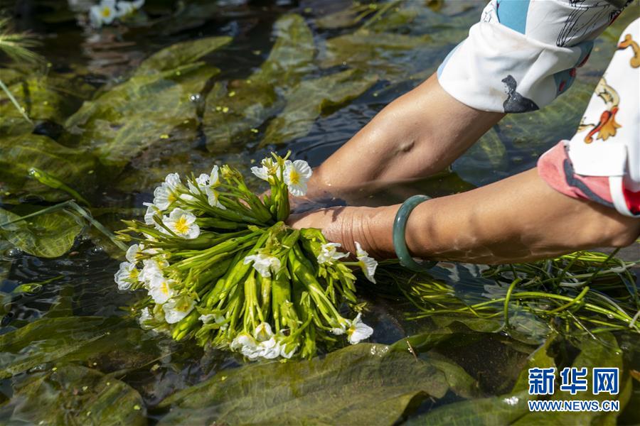 住民の所得増加を助ける水生植物「海菜」　雲南省