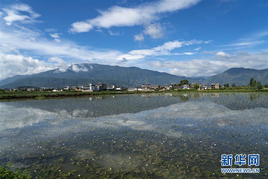 住民の所得増加を助ける水生植物「海菜」　雲南省