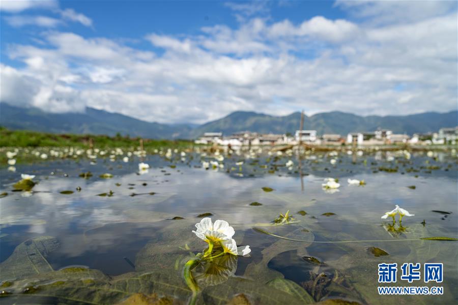 住民の所得増加を助ける水生植物「海菜」　雲南省