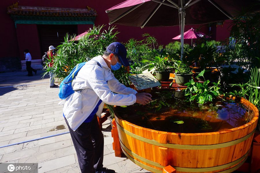 「北京宮廷金魚特別展」が開幕　木のたらいで金魚を鑑賞