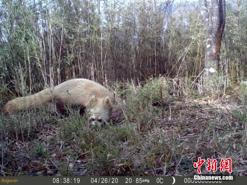野生の「白い」レッサーパンダが四川省で初確認　