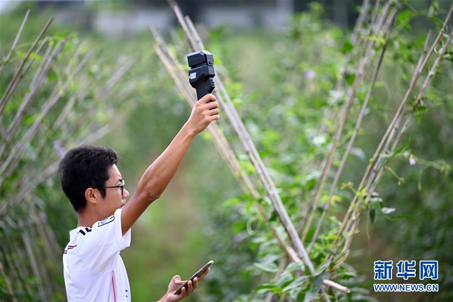 スマート農業で栽培したササゲが豊作に　広西柳州市