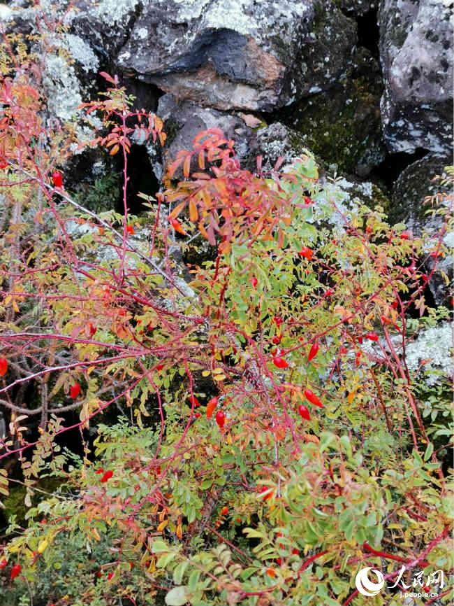 五大連池景勝地は秋のベストシーズン到来　黒竜江省