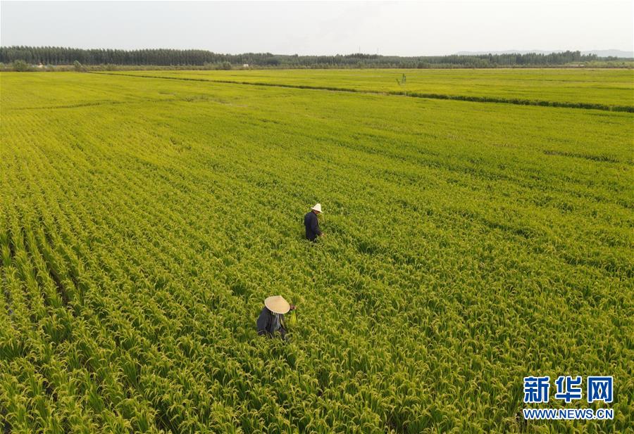 稲作とカニ養殖で所得アップを後押し　河北省盧竜県