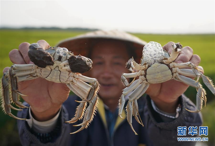 稲作とカニ養殖で所得アップを後押し　河北省盧竜県