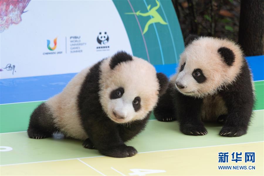 2020年生まれのパンダの赤ちゃんたちが国慶節を前にお披露目　四川省成都

