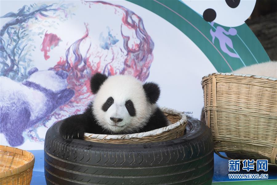 2020年生まれのパンダの赤ちゃんたちが国慶節を前にお披露目　四川省成都

