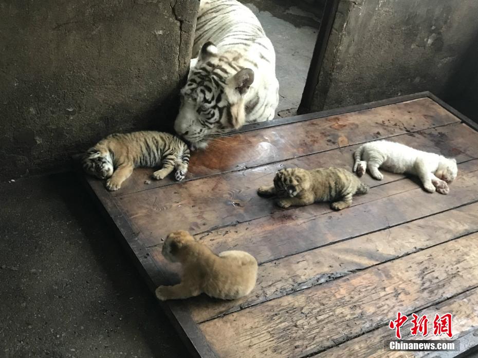 野生動物世界にホワイトタイガーの4つ子誕生　重慶市