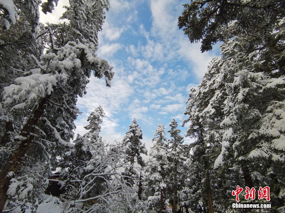 秋冬の降雪シーズンを迎え真っ白な雪で覆われた木々　四川省