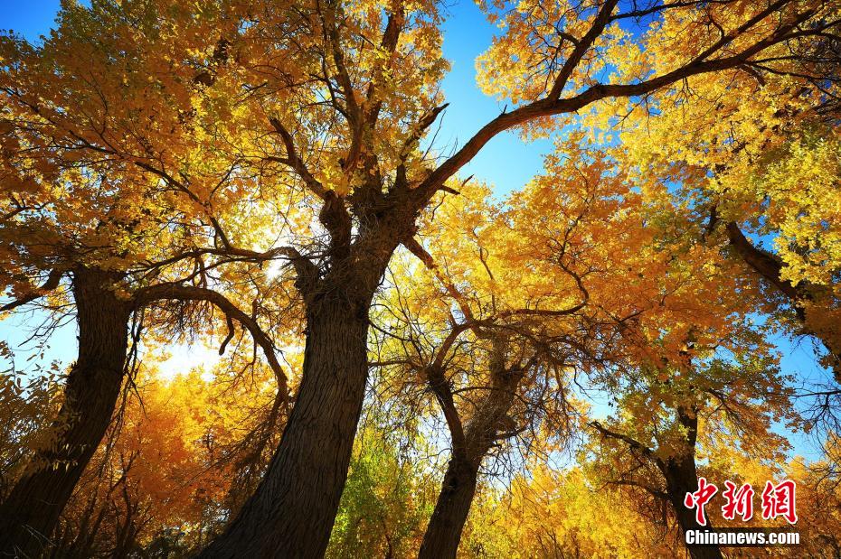 新疆托克遜庫米什の秋、色づく胡楊