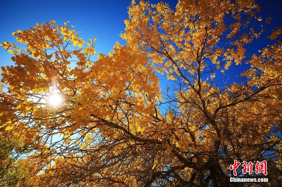 新疆托克遜庫米什の秋、色づく胡楊