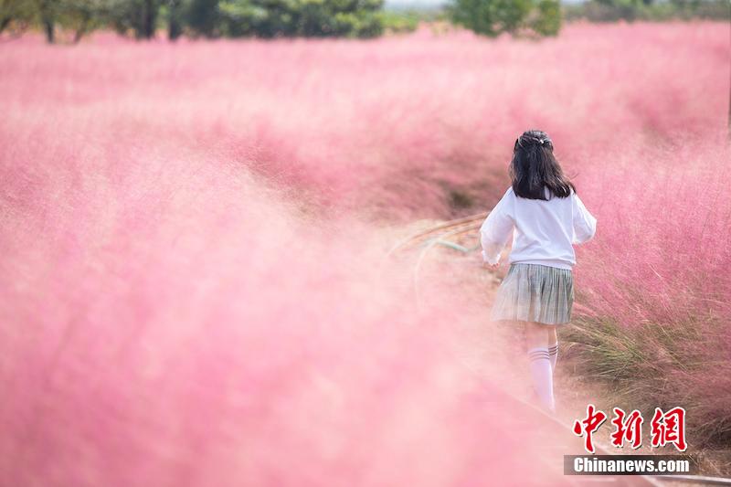 ピンクミューリー咲き誇るロマンチックな花畑　浙江省浦江