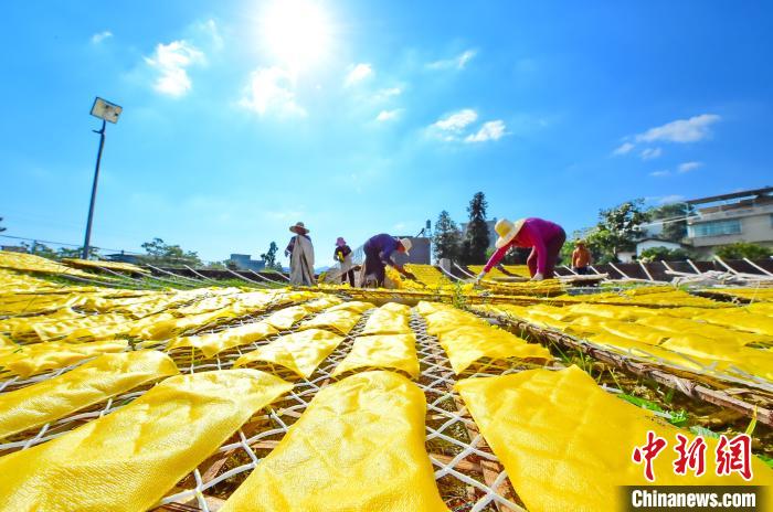 10月12日、江西省赣州市会昌県周田鎮周田村で、天日干しを終えた乾燥粉皮を収穫する村民（撮影・朱海鵬）。