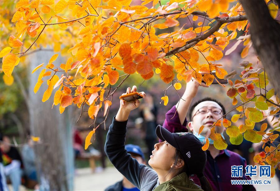 10月18日、北京市房山区坡峰嶺景勝地で紅葉を鑑賞する観光客（撮影・呂帥）。