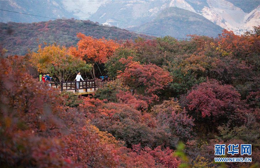 観光客を魅了する秋の紅葉　北京坡峰嶺