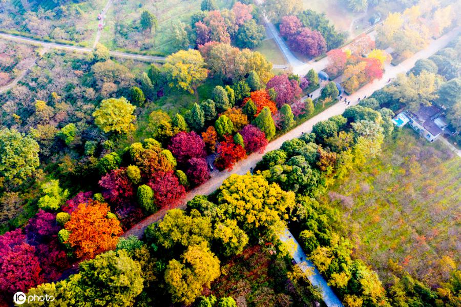 秋の南京で「最も美しい600メートル」と称される明孝陵石象路（写真著作権は東方ICが所有のため転載禁止）。
