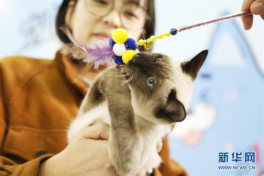 10月22日、第4回中国・南和（国際）ペット産業博覧会で、ペットの猫を選ぶ市民（撮影・張馳）。