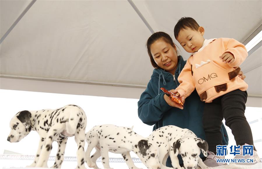 経済発展を後押しする「ペット産業博覧会」　河北省南和