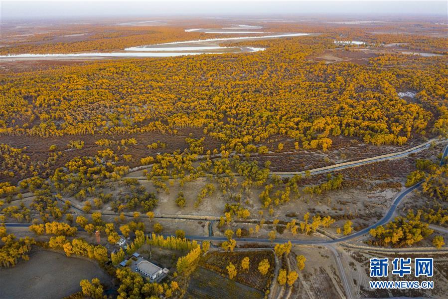 見頃を迎えた中国最大のコトカケヤナギの林　新疆