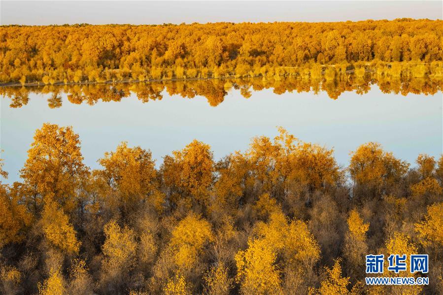 見頃を迎えた中国最大のコトカケヤナギの林　新疆
