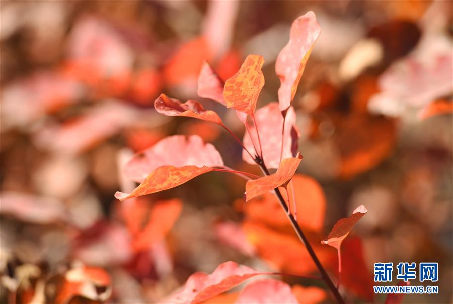 10月24日、北京市平谷区金海湖景勝地の紅葉（撮影・任超）。