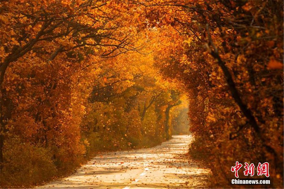 ほっこりとした秋色に包まれた森林のトンネル（撮影・卜炳昊）。