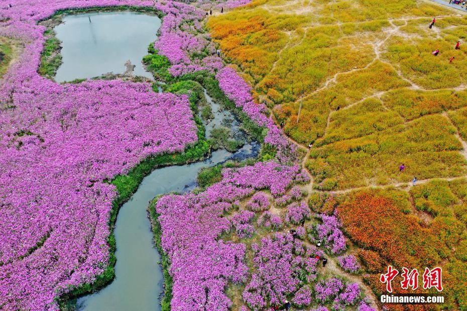 広大な花畑が観光客を魅了する江西省南昌
