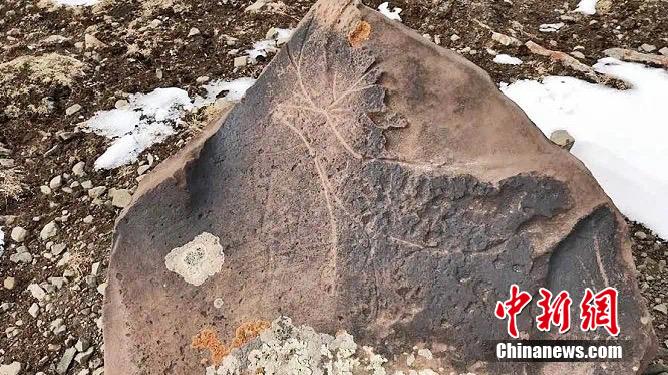 青海省の標高5000メートル地点で古代岩画を発見