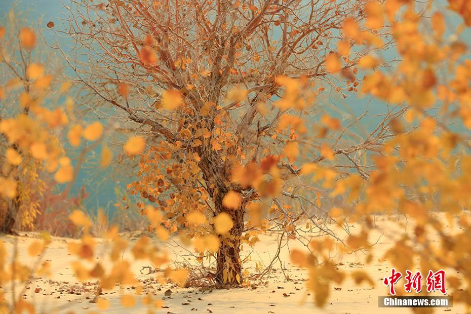 黄金色に染まった中国最大の砂漠に広がる天然のコトカケヤナギ林（撮影・焦銀輝）。
