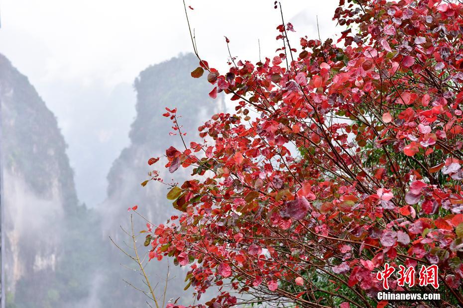 紅葉に染まりゆく長江両岸　重慶市巫峡