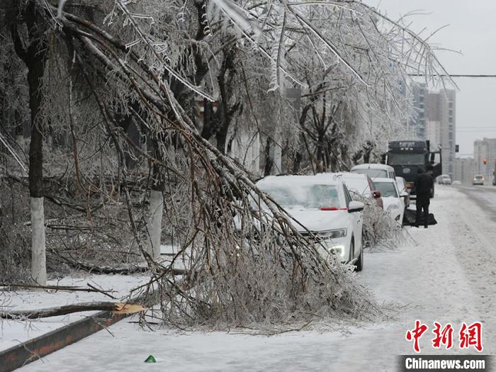 凍雨と激しい雪に見舞われ、大量の樹木が折れたり、倒れたりして多くの自動車を破損（撮影・劉棟）。