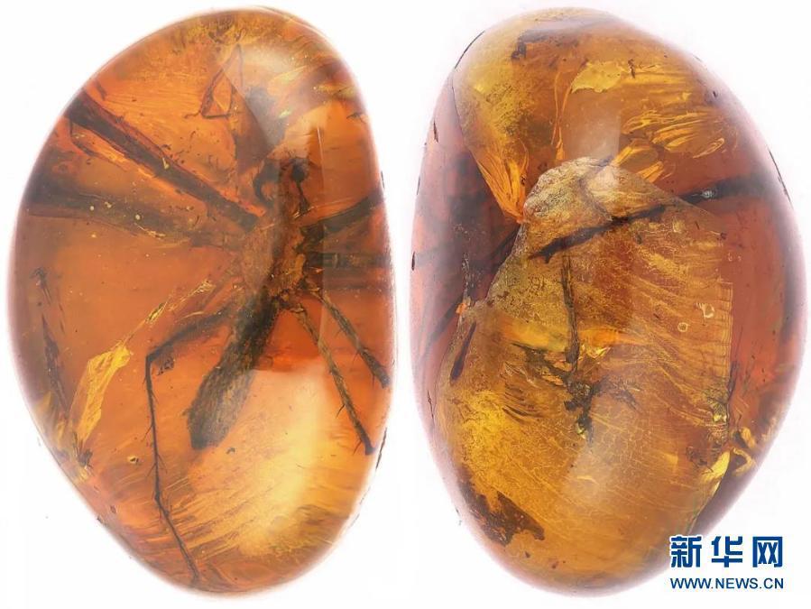 ミャンマー・カチン州で琥珀の中から発見された新種のクモ（画像提供・中国科学院動物研究所）。