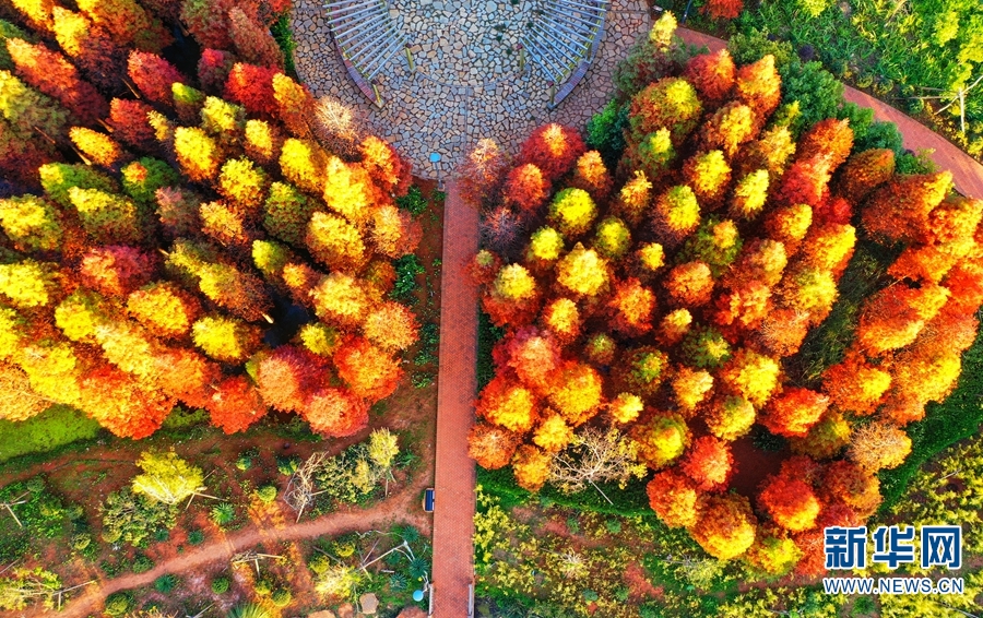 カラフルに色づいた木々が織りなす美しい景色広がる海洪湿地公園　雲南省昆明